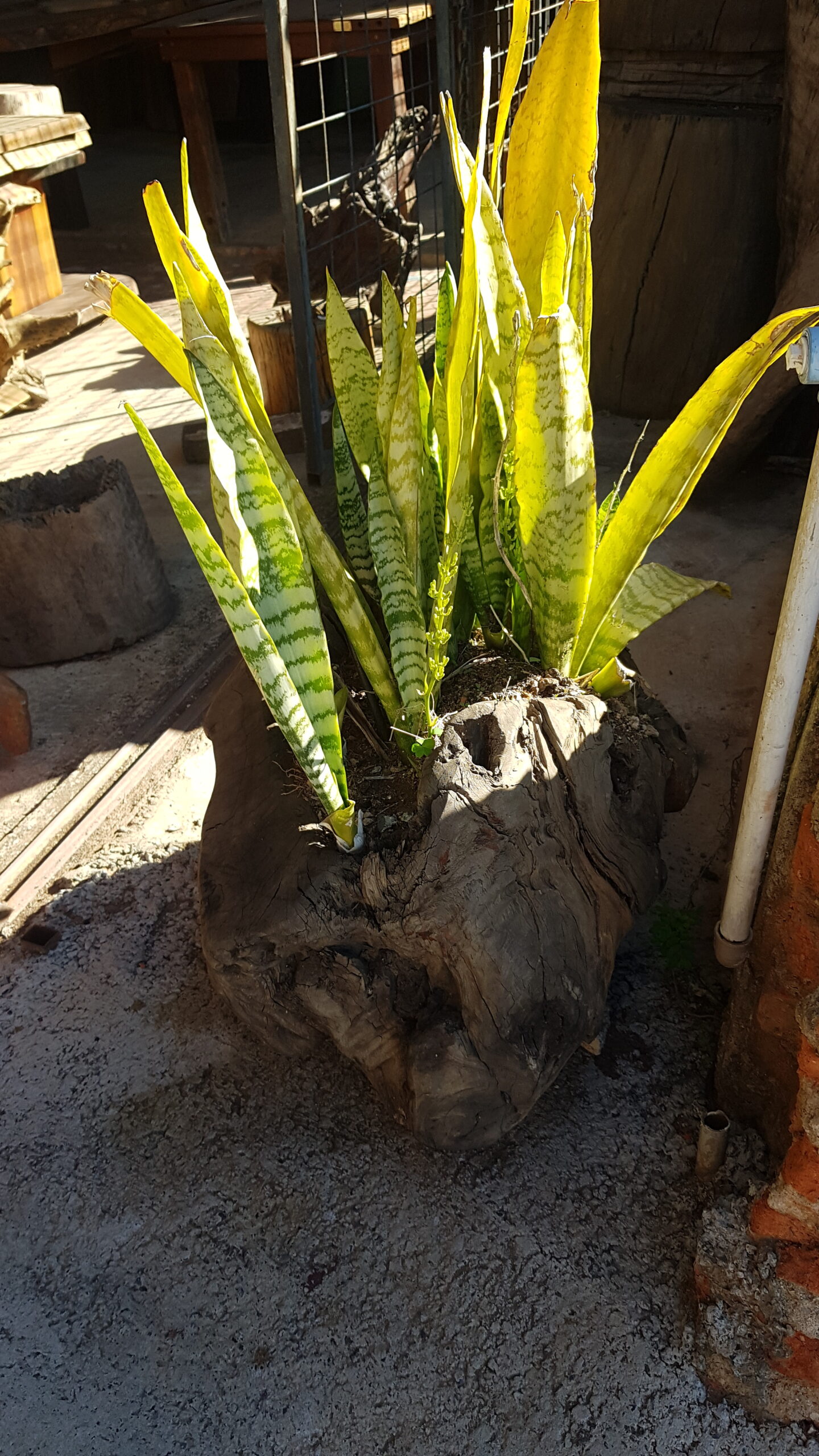 IMG-20240719-WA0057 (1)